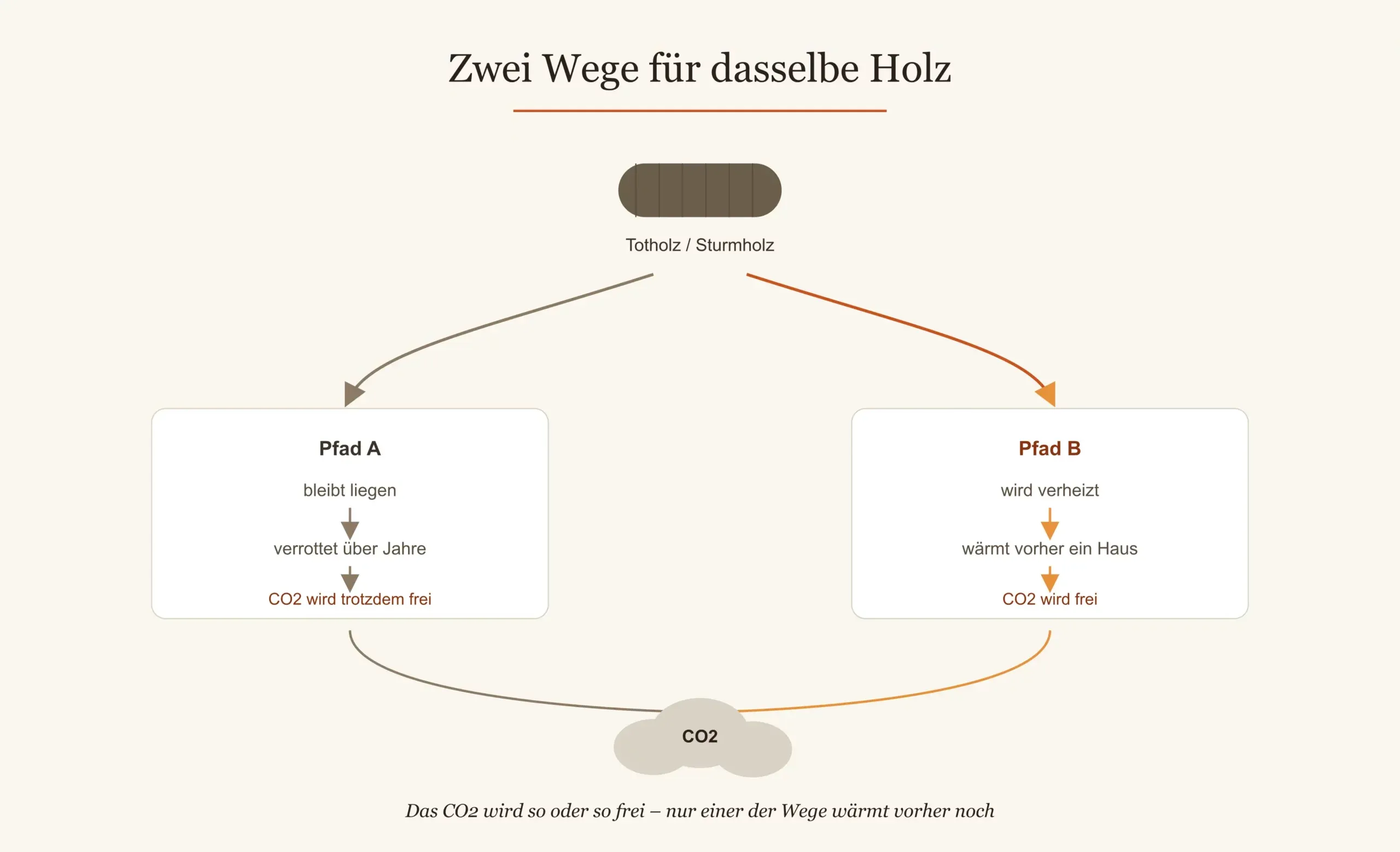 CO2-Kreislauf: Natürliche Verrottung von Totholz im Wald versus energetische Holznutzung